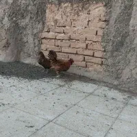مرغ و خروش مینیاتوری