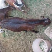 سلام یک عدد بز دوقلو زاه  فروشی