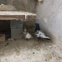 کبوتر سینه سیاه با سینه زرد