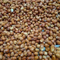 سنجد درجه یک