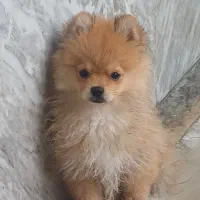 پامرین خرسی جنسیت نر