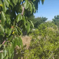 525متر-باغ-نوبهار