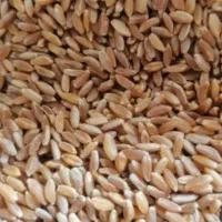 بذر گندم