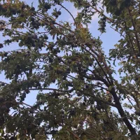 باغ حصار کشیده فروشی|فروش دفتر صنعتی، کشاورزی، تجاری|بروجن, |دیوار