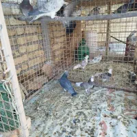 کبوتر پرشی|پرنده|خوانسار, |دیوار