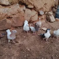 کبوتر رنگی|پرنده|یزد, |دیوار