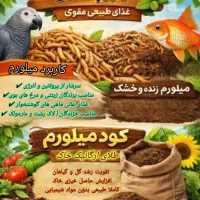 میلورم خشک و زنده