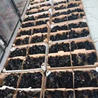 پخش جوجه یک روزه عمده+مشاوره رایگان پروش|حیوانات مزرعه|قم, علی آباد سعدگان|دیوار