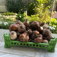 پیاز گل نرگس شیرازی