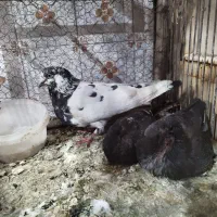 کفتر کاشانی پرش دار غلاغ دم گیر