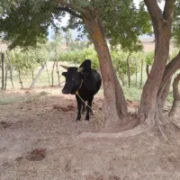ورزا کوله فروشی