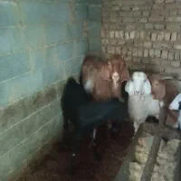 نربز|حیوانات مزرعه|مشهد, مقصود آباد|دیوار