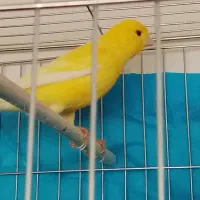 پرنده