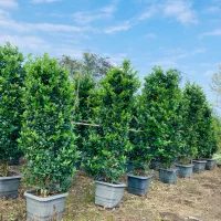 فروش گل و گیاه|گل و گیاه طبیعی|تنکابن, |دیوار