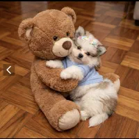 توله پامر شیتزو مالتیپو