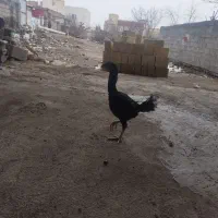 جوجه لاره ۳ ماهه|حیوانات مزرعه|مشگین شهر, |دیوار