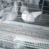 جاپنیز.لاکندزی.گردن لخت|حیوانات مزرعه|تهران, زرکش|دیوار