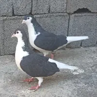 کفتر