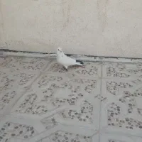 کفتر ماده دم سیاه