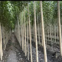 خریدار انواع چوب