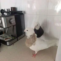 طوقی|پرنده|چرداول, |دیوار