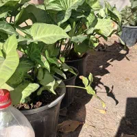 گل سینگونیوم