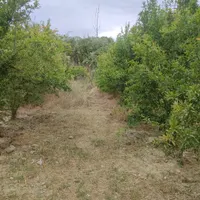 زمین باغ 100مترسنددارامتیازآب فنس کشی آماده|فروش زمین و ملک کلنگی|گرگان, |دیوار