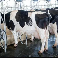 استخدام کارگر گاوداری