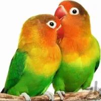 خط بیلبوردی رند رایتل