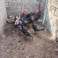 بوقلمون نروماده|پرنده|اسفراین, |دیوار