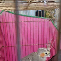 عروس هلندی|پرنده|تهران, ائمه اطهار|دیوار