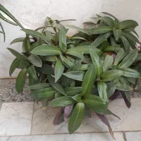 گل طبیعی|گل و گیاه طبیعی|تربت‌حیدریه, سرمحله|دیوار