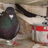 کبوتر سینه سیاه