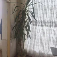 گل آپارتمانی|گل و گیاه طبیعی|ملکان, |دیوار