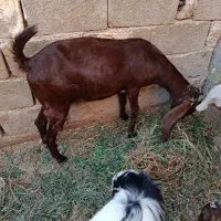 دوعددبز دو وسه قلوزا|حیوانات مزرعه|جم, |دیوار