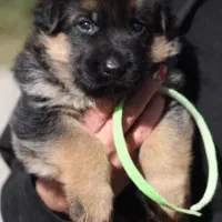 توله ژرمن شپرد اصیل سگ نگهبان باهوش و دوست داشتنی|سگ|تهران, شهرک غرب|دیوار