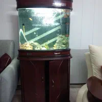 اکواریم خارجی  درحدنو 50/60باتمام لوازم وماهی