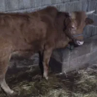 فروشی تلم و گاو