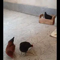 مرغ تخم گذار