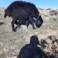 پنیرگوسفندی