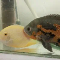 ماهی آکواریومی