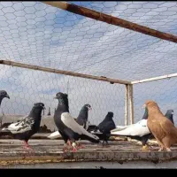 کفتر بهبونی دس اولی