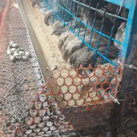 بلدرچین تخم گذار