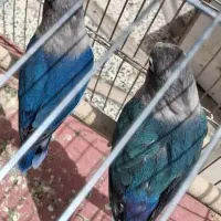 لاوبرد معاوضه با گرین راهب ملنگو و..