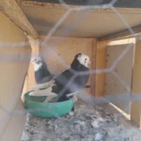 تار کردم گمشده