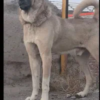 بالا فری 23 ماهه دندون ها سالم چهار چوب درست