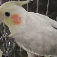 عروس هلندی ماده و قفس سهره دست ساز