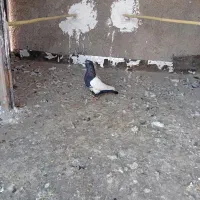 دو پرنده پرشتی|پرنده|خرمآباد, |دیوار