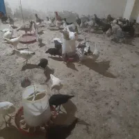فروش تخم مرغ محلی ارگانیک شانه ای۲۵۰هزار