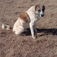 سگ سرابی نر|سگ|سراب, |دیوار